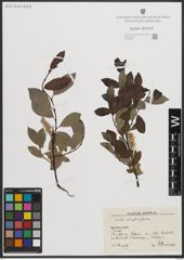 Foto von Salix phylicifolia L.